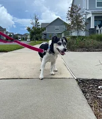 Galaxy Pet Sitting - Car repair in , Kissimmee - Rated 0.0/5