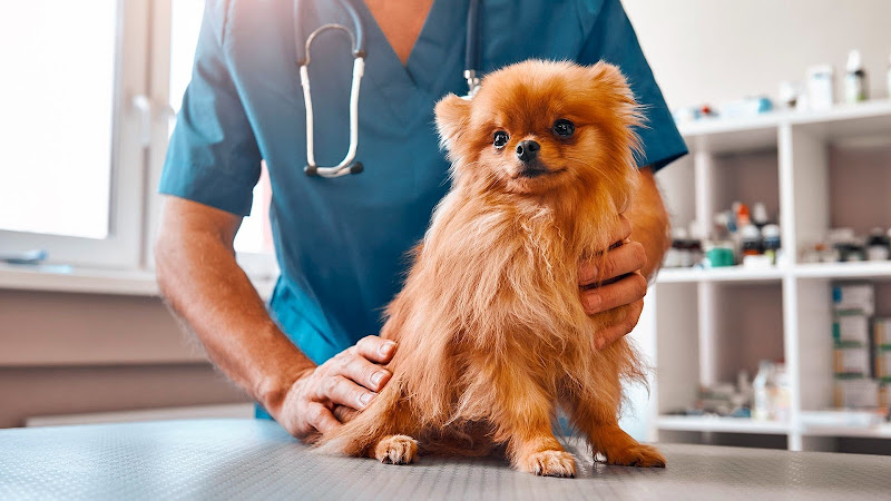 Clínica Veterinaria Manoteras