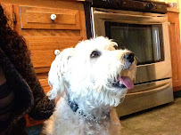 Doggie Walks NJ - Photo 9 - Car repair in , Yonkers