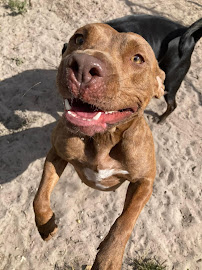 The Barkery Boarding and Daycare Inc. - Photo 5 - Car repair in Lutz, FL, Tampa