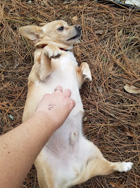 Cape Fear Pet Sitter, LLC - Photo 8 - Car repair in , Fayetteville