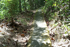 Kottawa Reserve Forest image