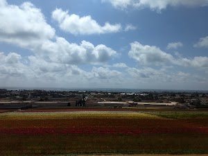 Carlsbad Ranch - photo 61