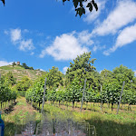 Photo n°5 de l'avis de Dorit.r fait le 25/06/2023 à 18:31 sur le  Gräfe`s Wein & Fein Radebeul à Radebeul