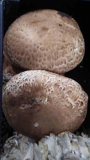 Grocery Store «De Cicco Market Place», reviews and photos, 43 Fifth Ave, Pelham, NY 10803, USA