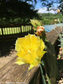 Photographic Moments LLC - Photo 3 - Car repair in Ridgefield, CT, Danbury