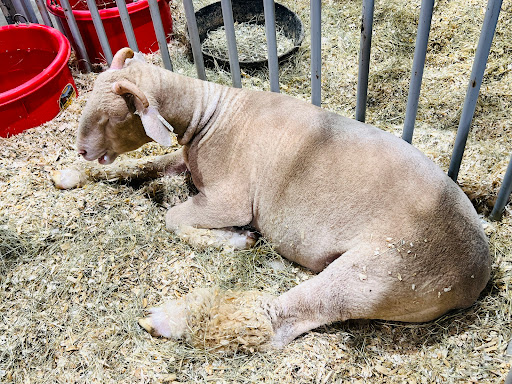 Stadium «NRG Stadium», reviews and photos, NRG Pkwy, Houston, TX 77054, USA