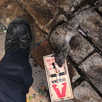 Connecticut Termite and Pest Control, LLC - Photo 6 - Car repair in Meriden, CT, New Haven