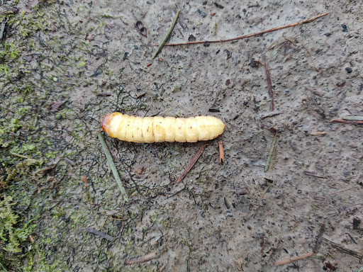 Golf Course «Chehalem Glenn Golf Course», reviews and photos, 4501 E Fernwood Rd, Newberg, OR 97132, USA