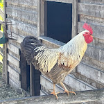 Photo n°1 de l'avis de Rainer.o fait le 28/04/2024 à 17:15 sur le  Ziegenkäserei & Wiesencafe Karolinenhof à Kremmen