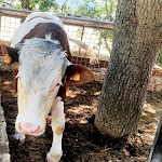 Photo n°5 de l'avis de Francesca.l fait le 30/05/2021 à 14:57 sur le  Masseria Torricella à Alberobello