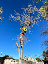 Cacti Landscapes Las Vegas - Photo 9 - Car repair in Las Vegas, NV, Las Vegas