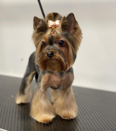 BarberDog Ziepniekkalns - suņu un kaķu frizētava, zooveikals