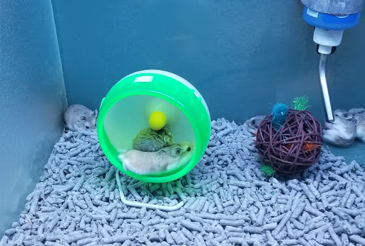 Pet Store «Southside Aquatics», reviews and photos, 2039 Pleasanton Rd, San Antonio, TX 78221, USA