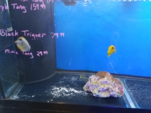 Pet Store «Tanks A Lot Aquariums», reviews and photos, 6680 Lantana Rd, Lake Worth, FL 33467, USA