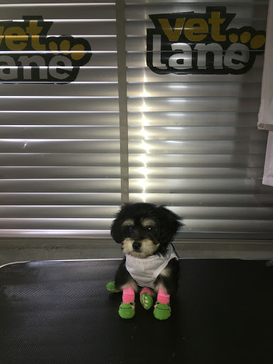 Vetlane Petshop and Animal Clinic (GARKI 2), 64 Samuel Ladoke Akintola Boulevard, Garki 2, Abuja, Nigeria, Pet Store, state Federal Capital Territory
