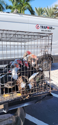 Trap N Go, LLC - Photo 3 - Car repair in , West Palm Beach