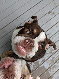 SNR Pet Care - Photo 3 - Car repair in Maple Valley, WA, Bellevue