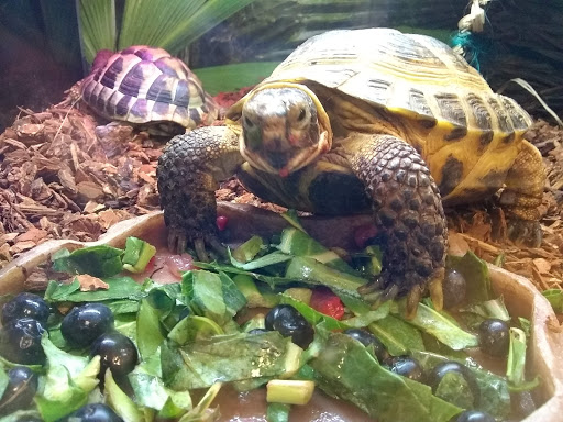 Pet Supply Store «PetSmart», reviews and photos, 2500 Posner Blvd, Davenport, FL 33837, USA