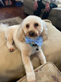 Zoom to Groom Mobile Pet Grooming - Photo 5 - Car repair in Auburn, AL, Auburn