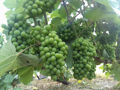 Hellot Christophe à Crouttes-sur-Marne