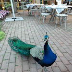 Photo n°2 de l'avis de Costantino.r fait le 11/06/2022 à 19:24 sur le  Ristorante Erba Matta Cusago (MI) à Cusago