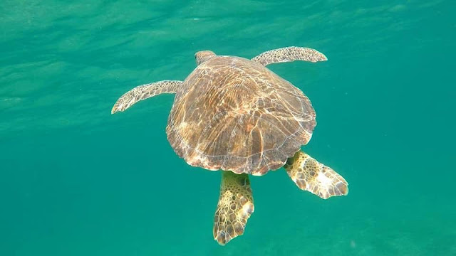 Fort Lauderdale Paddle Sports- Snorkel & Paddle Board Tours