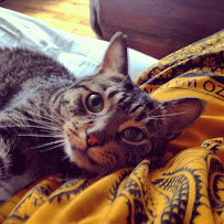 Thoughtful Paws Pet Care - Photo 4 - Car repair in , Boston