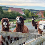 Photo n°4 de l'avis de I. fait le 28/09/2020 à 20:02 sur le  Frankenfarm à Himmelkron