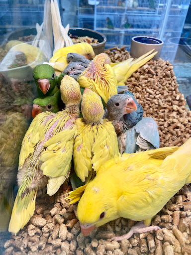 Pet Supply Store «Neighborhood Pet Shop», reviews and photos, 574 Hialeah Dr, Hialeah, FL 33010, USA