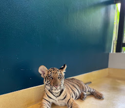 Tiger Park Phuket photo