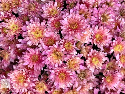 Florist «House Of Ivy Floral & Gifts», reviews and photos, 2507 Main St, Elwood, IN 46036, USA