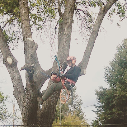 Gemi Tree Tree Trimming and Removal L.L.C