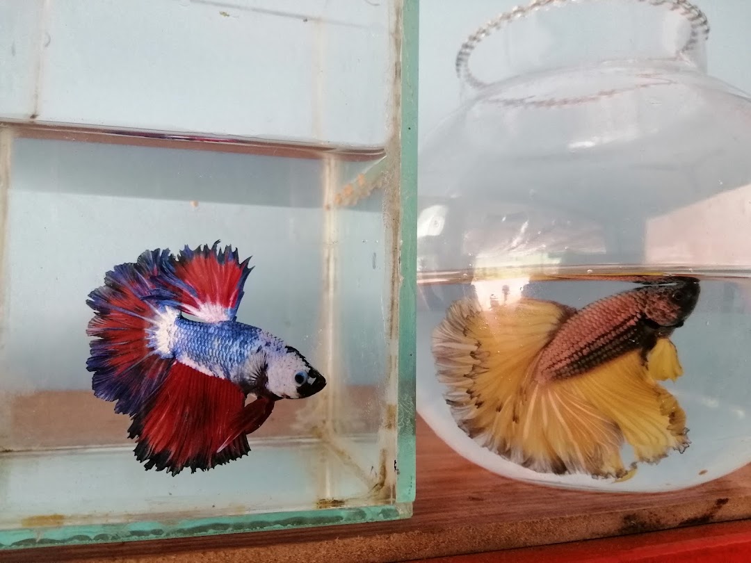 PETS PLANET