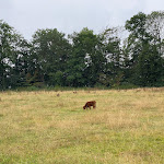 Photo n°18 de l'avis de Matthias.O fait le 05/08/2022 à 12:52 sur le  Restaurant und Café Prinzeninsel à Plön