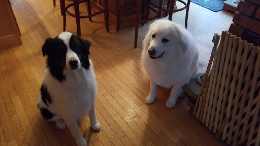 Pet Supply Store «PetSmart», reviews and photos, 19 Clifton Country Rd, Clifton Park, NY 12065, USA