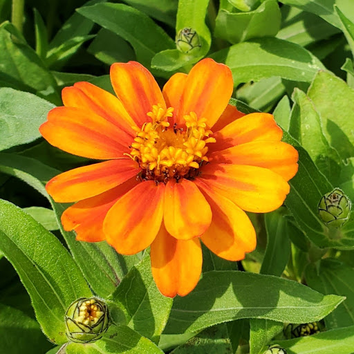 Plant Nursery «HOUSTON PLANTS & GARDEN WORLD», reviews and photos, 16726 North Fwy, Houston, TX 77090, USA