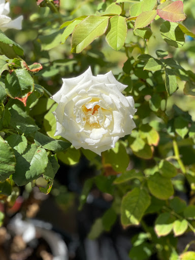 Hardware Store «Antioch Ace Hardware», reviews and photos, 501 Sunset Dr, Antioch, CA 94509, USA