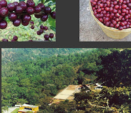 Café Finca El Olivo photo