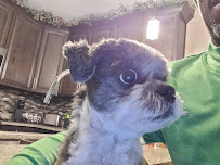 Pet Valu - Photo 7 - Car repair in Windsor, ON, Canada, Detroit