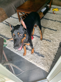 Trice Tribe Care - Photo 4 - Car repair in , Champaign