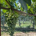 Photo n°3 de l'avis de Nancy.e fait le 10/07/2022 à 20:21 sur le  Buon Padre à Vergne