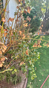 Enchanted Landscape and Pools - Photo 6 - Car repair in Chandler, AZ, Chandler