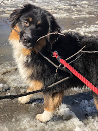 PawsOnPark - Photo 7 - Car repair in New York, NY, New York