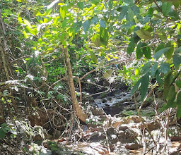Tham Khao Mai Khew photo