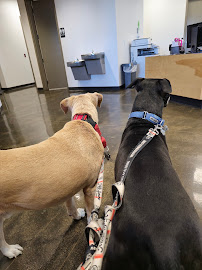 VCA Civano Animal Hospital and Emergency Center - Photo 5 - Car repair in Tucson, AZ, Tucson