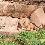 Photo n°11 de l'avis de Han.a fait le 05/08/2023 à 12:42 sur le  Tiergartenrestaurant Waldschänke à Nuremberg