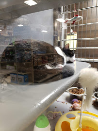 PetSmart - Photo 3 - Car repair in Hoover, AL, Birmingham