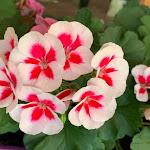 Photo n°2 de l'avis de Paolo.u fait le 18/07/2020 à 11:57 sur le  Ristorante Pizzeria Bar Fiore Blu à Cavedago