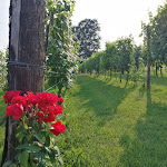 Photo n°7 de l'avis de Paolo.o fait le 04/08/2019 à 22:30 sur le  MonteOliveto di Casa' à Monticello d'Alba